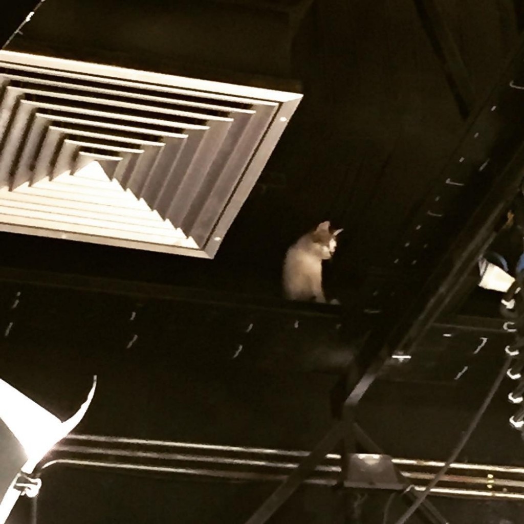 گربه در استودیو
